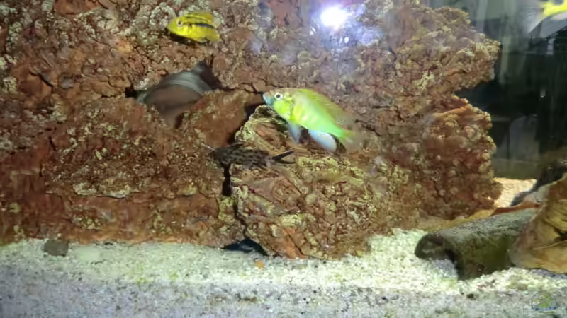 Besatz im Aquarium Malawi/Viktoria Becken 420l von Malawi420l (7)