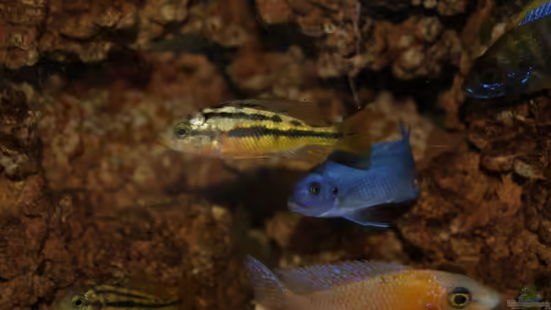 Besatz im Aquarium Malawi/Viktoria Becken 420l von Malawi420l (8)