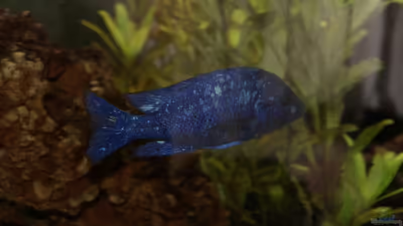 Besatz im Aquarium Malawi/Viktoria Becken 420l von Malawi420l (9)