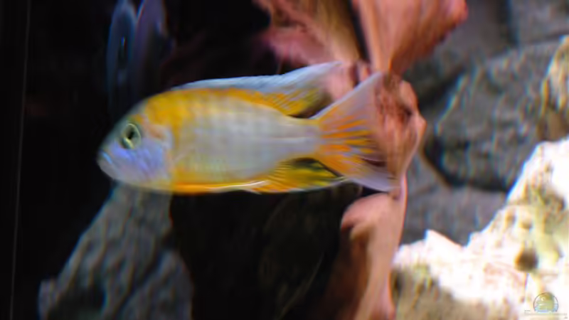 Besatz im Aquarium Malawi Vision 260 von Sascha Pfeiff (9)