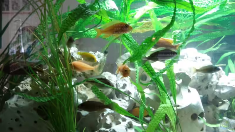Besatz im Aquarium Malawi von Andre Spieler (13)