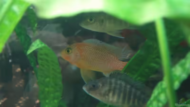 Besatz im Aquarium Malawi von Andre Spieler (15)