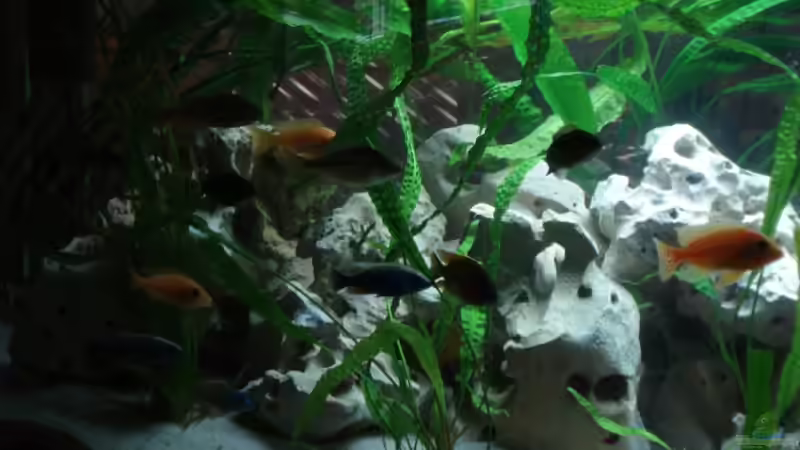 Besatz im Aquarium Malawi von Andre Spieler (17)