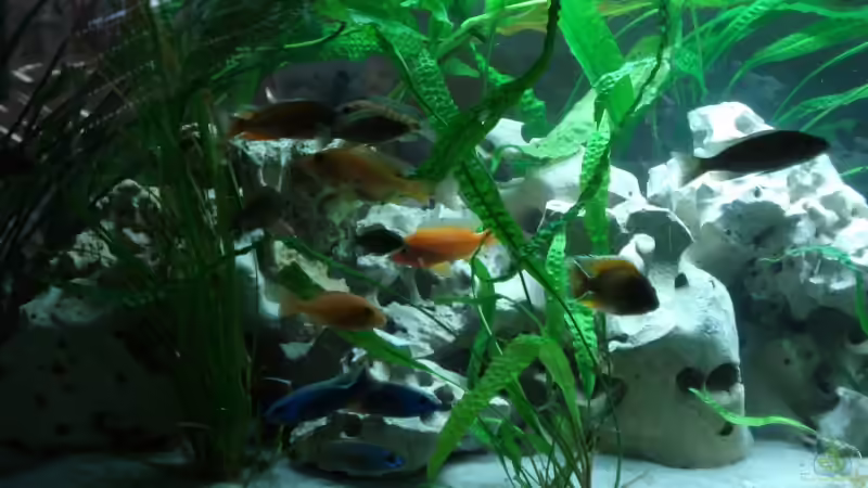 Besatz im Aquarium Malawi von Andre Spieler (18)