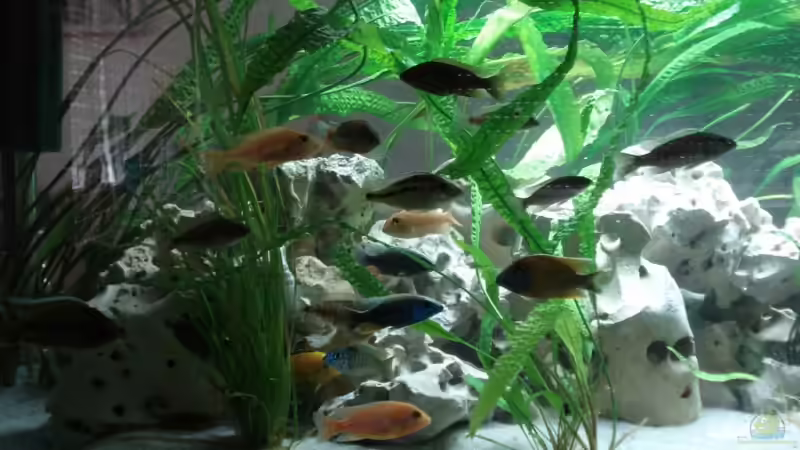 Besatz im Aquarium Malawi von Andre Spieler (19)