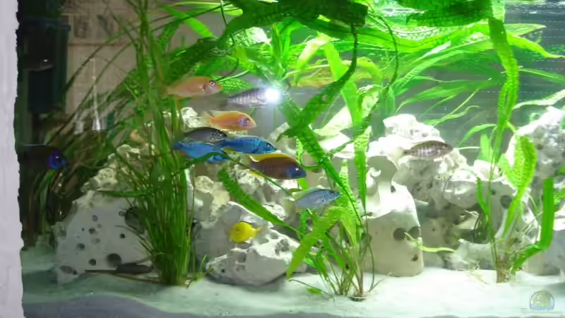 Besatz im Aquarium Malawi von Andre Spieler (22)