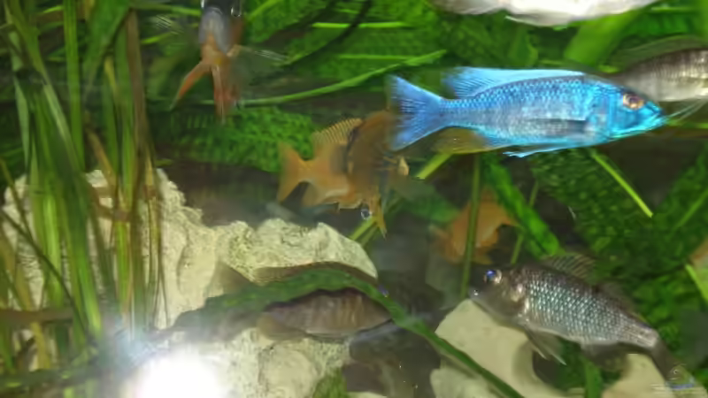 Besatz im Aquarium Malawi von Andre Spieler (26)