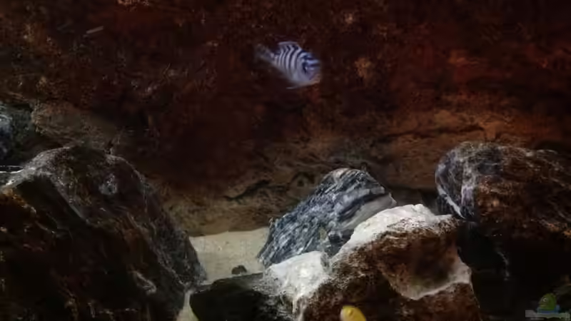 Besatz im Aquarium Malawi von Aquaflo (18)