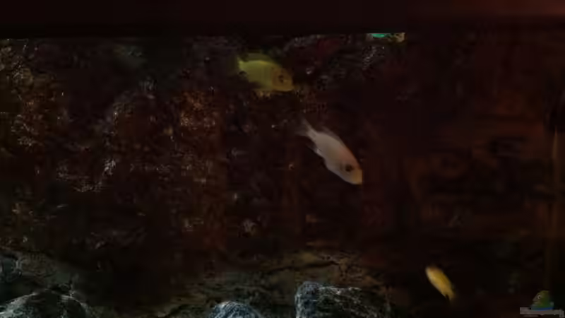 Besatz im Aquarium Malawi von Aquaflo (19)