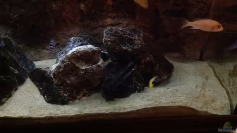 Besatz im Aquarium Malawi von Aquaflo (20)