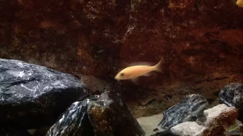 Besatz im Aquarium Malawi von Aquaflo (21)