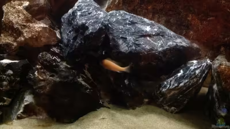 Besatz im Aquarium Malawi von Aquaflo (22)