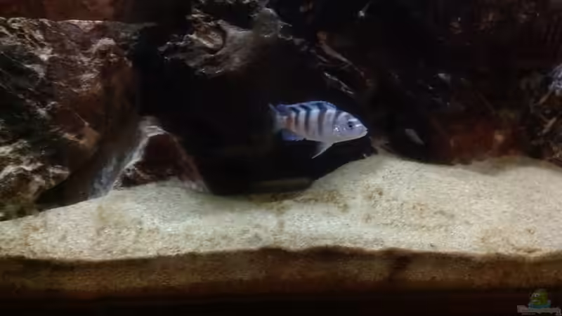 Besatz im Aquarium Malawi von Aquaflo (23)