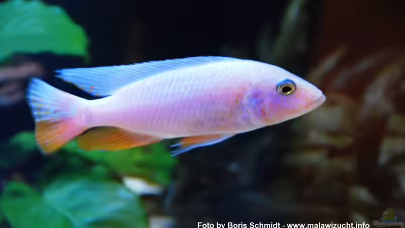 Besatz im Aquarium Malawi von Boris Schmidt (5)