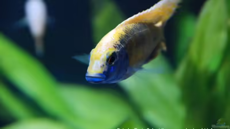 Besatz im Aquarium Malawi von Boris Schmidt (6)