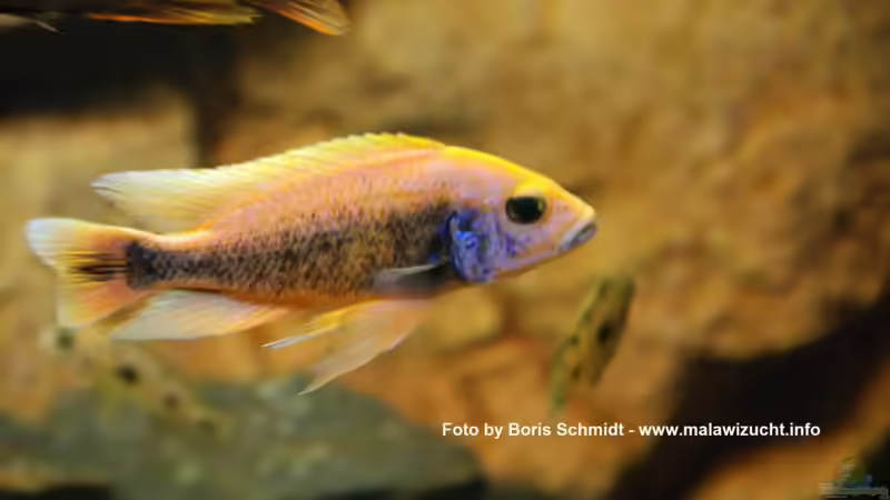 Besatz im Aquarium Malawi von Boris Schmidt (7)