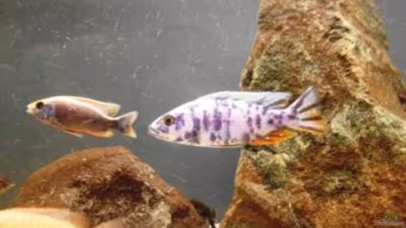 Besatz im Aquarium Malawi von Boris Schmidt (8)