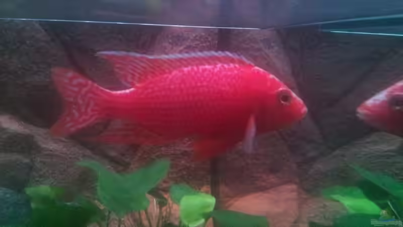 Besatz im Aquarium Malawi von Boris Schmidt (9)