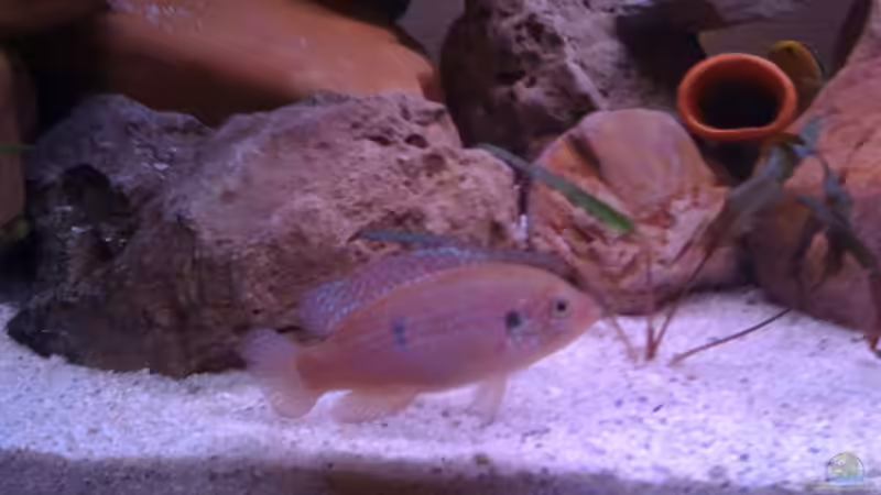 Besatz im Aquarium Malawi von bubbele (6)