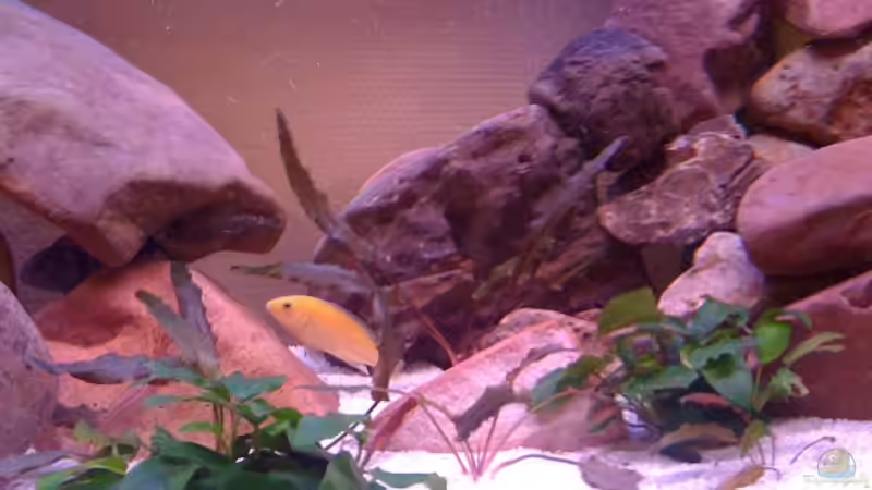Besatz im Aquarium Malawi von bubbele (7)
