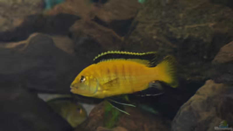 Besatz im Aquarium Malawi von Cichlid Power (40)