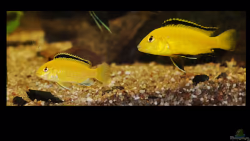 Besatz im Aquarium Malawi von Cichlid Power (42)