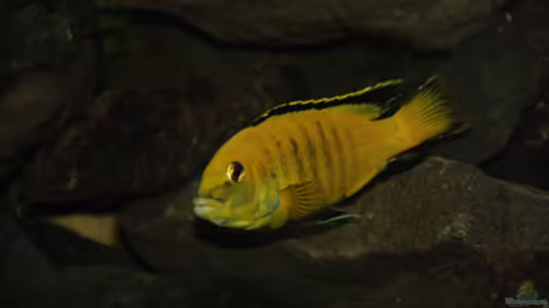 Besatz im Aquarium Malawi von Cichlid Power (43)