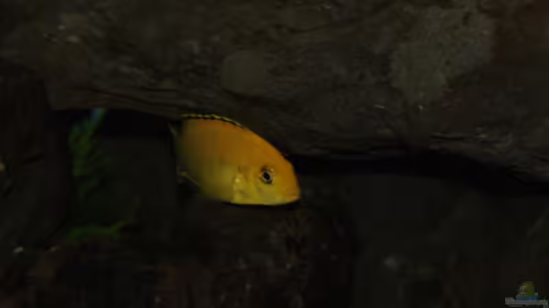 Besatz im Aquarium Malawi von Cichlid Power (44)