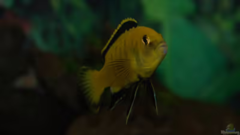 Besatz im Aquarium Malawi von Cichlid Power (49)