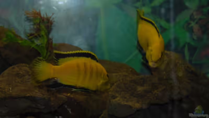 Besatz im Aquarium Malawi von Cichlid Power (53)