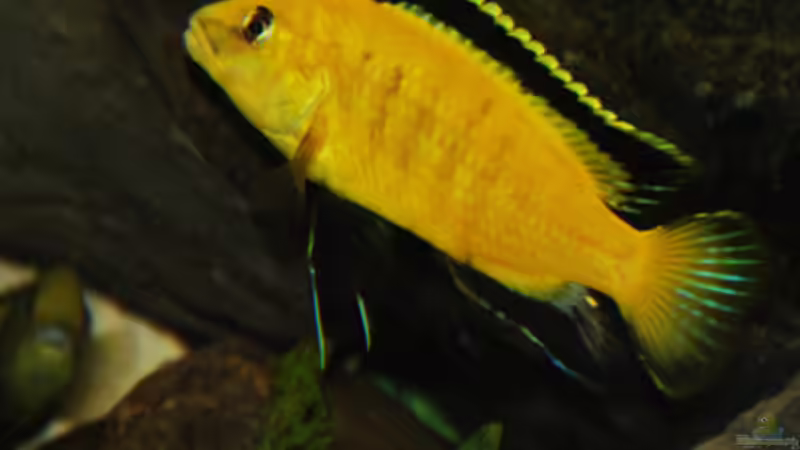 Besatz im Aquarium Malawi von Cichlid Power (56)