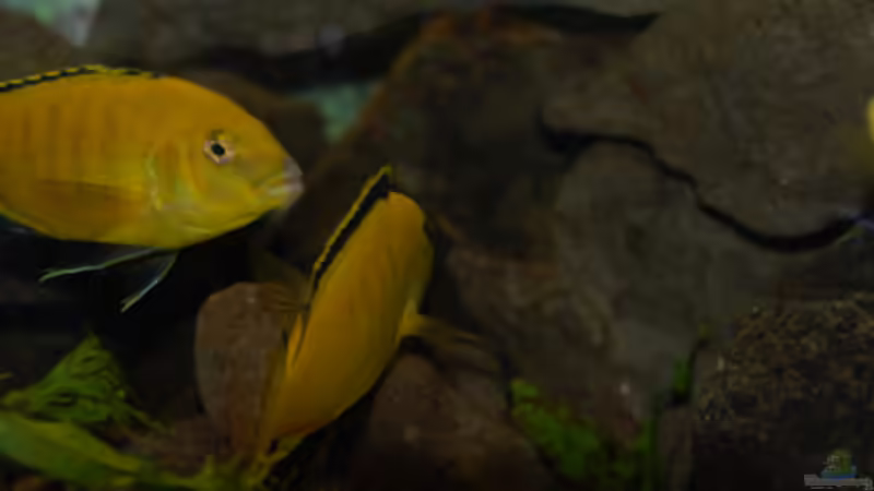 Besatz im Aquarium Malawi von Cichlid Power (58)