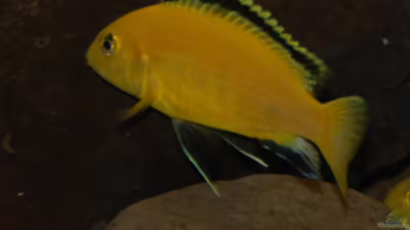 Besatz im Aquarium Malawi von Cichlid Power (59)