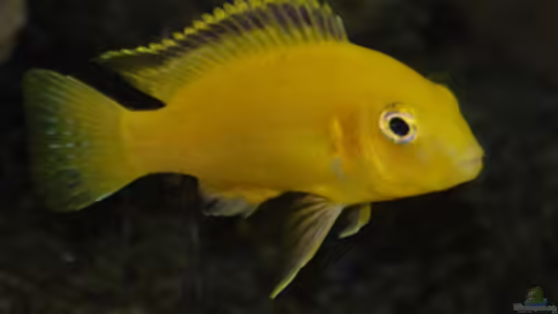 Besatz im Aquarium Malawi von Cichlid Power (60)