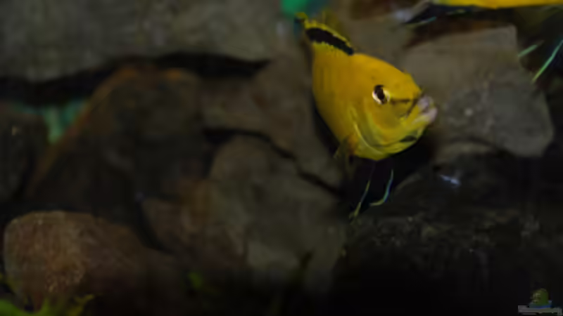 Besatz im Aquarium Malawi von Cichlid Power (61)