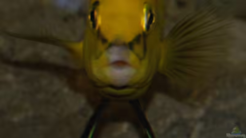 Besatz im Aquarium Malawi von Cichlid Power (63)