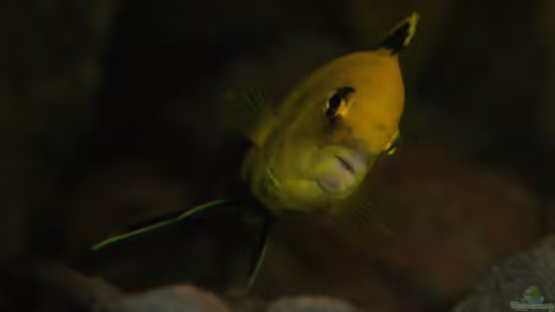 Besatz im Aquarium Malawi von Cichlid Power (64)