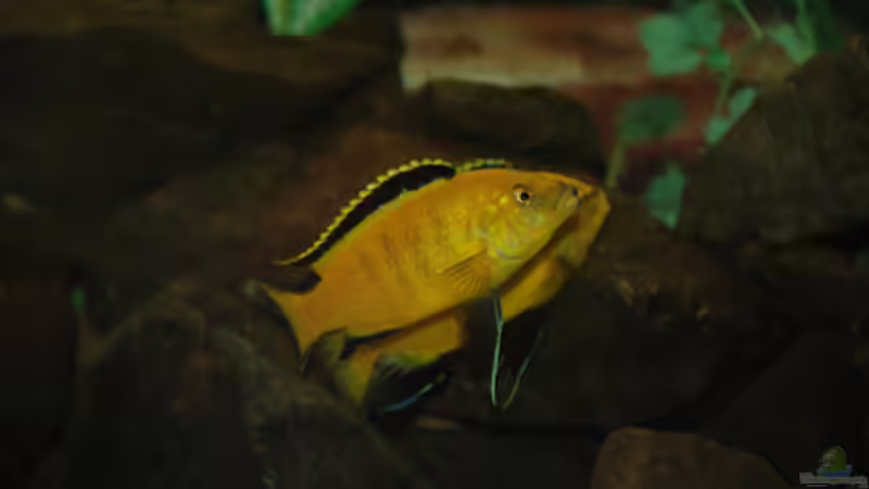 Besatz im Aquarium Malawi von Cichlid Power (67)