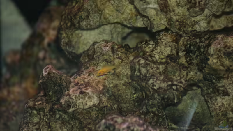 Besatz im Aquarium Malawi von DawnInMunich (11)