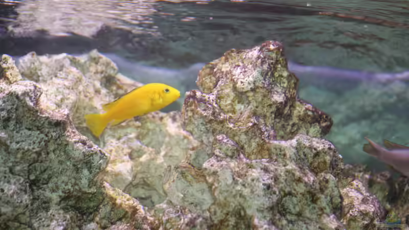 Besatz im Aquarium Malawi von DawnInMunich (14)