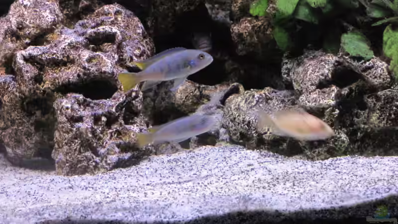 Besatz im Aquarium Malawi von DawnInMunich (7)