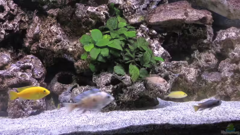 Besatz im Aquarium Malawi von DawnInMunich (8)