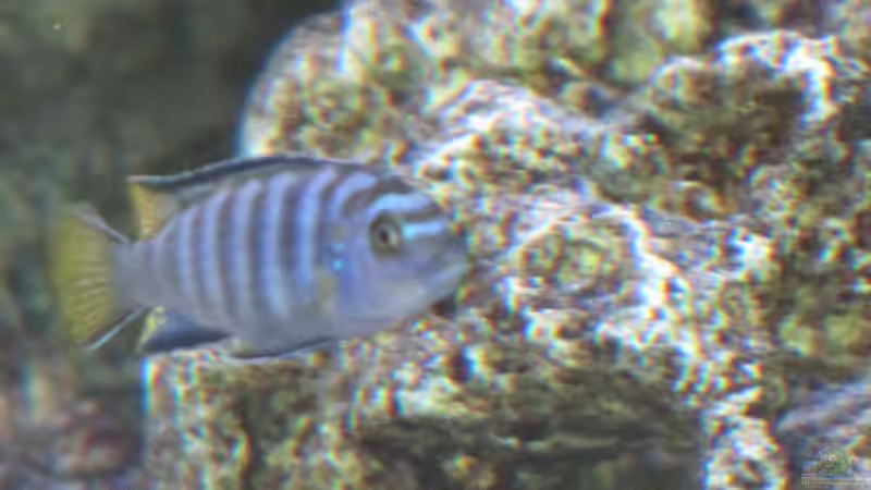 Besatz im Aquarium Malawi von DawnInMunich (9)
