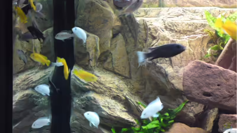 Besatz im Aquarium Malawi von Debby & Daniel (18)