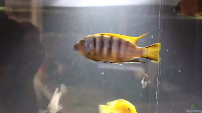 Besatz im Aquarium Malawi von Frank von Franky Malawi (10)