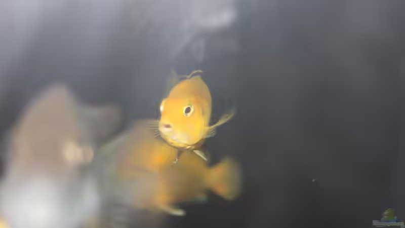 Besatz im Aquarium Malawi von Frank von Franky Malawi (11)