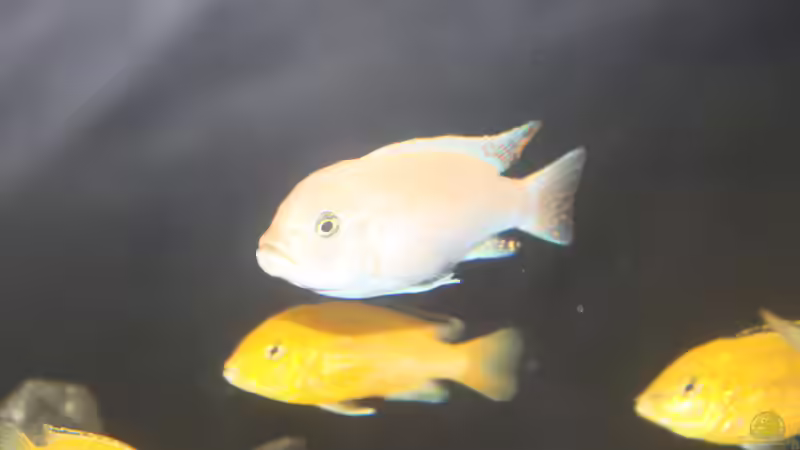 Besatz im Aquarium Malawi von Frank von Franky Malawi (13)