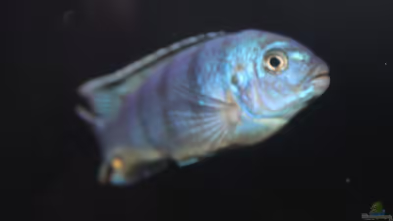 Besatz im Aquarium Malawi von Frank von Franky Malawi (15)