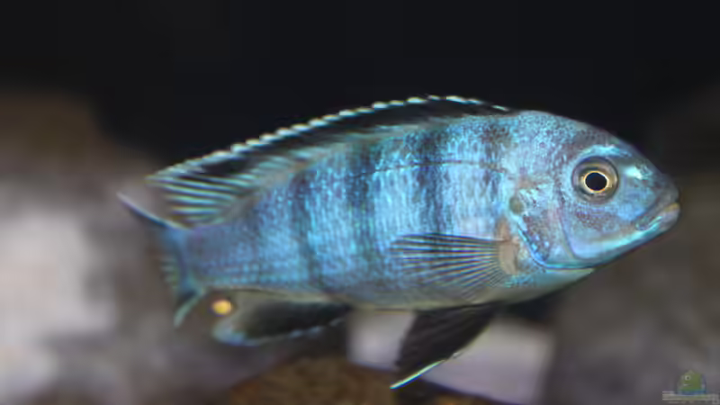 Besatz im Aquarium Malawi von Frank von Franky Malawi (16)