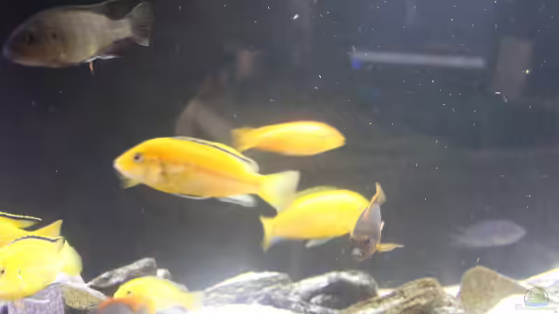 Besatz im Aquarium Malawi von Frank von Franky Malawi (19)